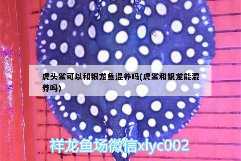 虎頭鯊可以和銀龍魚混養嗎(虎鯊和銀龍能混養嗎)