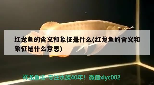 翹嘴魚養殖翹嘴紅翹嘴紅鲌7.科學管理根據季節技巧，翹嘴紅翹嘴養殖技術