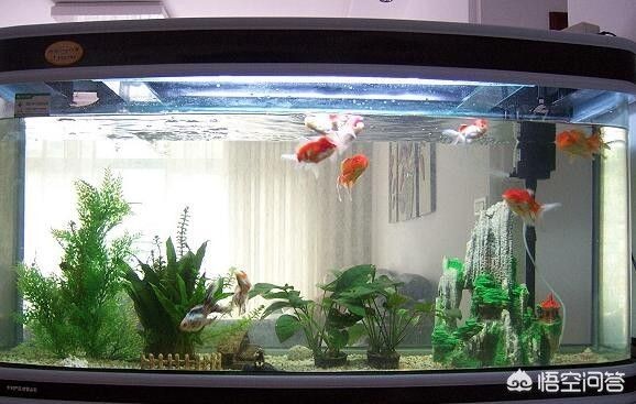 1.5米的魚缸能養幾條錦鯉：1.5米的魚缸可以養幾條錦鯉 1.5米的魚缸能養幾條錦鯉：1.5米的魚缸可以養幾條錦鯉 魚缸百科 第1張