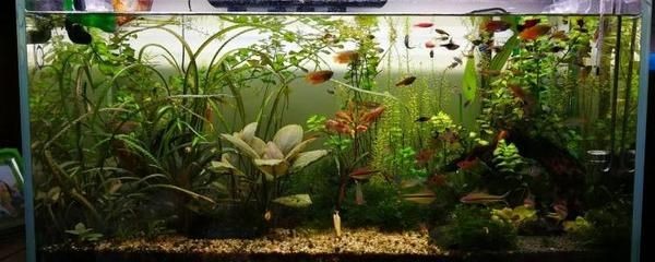 大型魚缸人工怎么搬運：搬運大型魚缸的步驟和注意事項