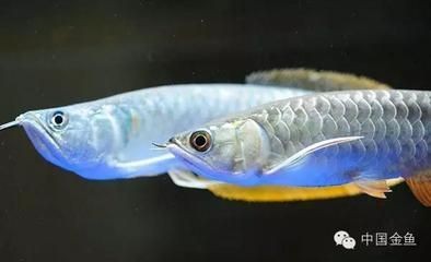 龍魚會吃撐死嗎為什么