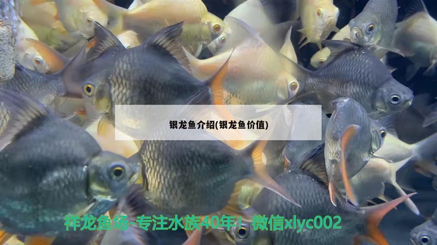 鸚鵡魚 銀龍魚介紹(銀龍魚價值) 銀龍魚百科 銀龍魚介紹(銀龍魚價值) 銀龍魚介紹(銀龍魚價值) 銀龍魚百科