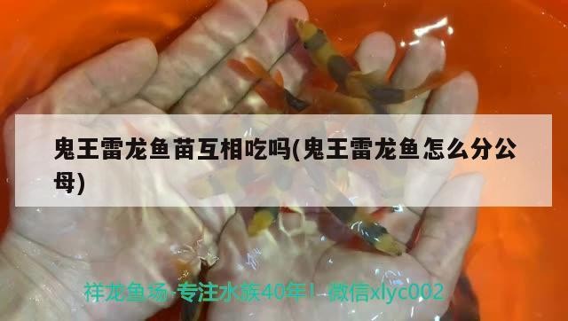 虎魚爛尾怎么治