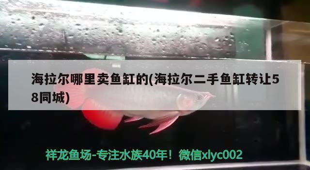 海拉爾哪里賣魚缸的(海拉爾二手魚缸轉讓58同城)
