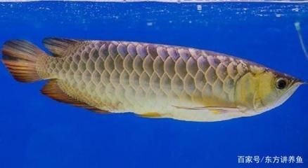 金龍魚為何那么貴 金龍魚為何那么貴 龍魚百科 第1張