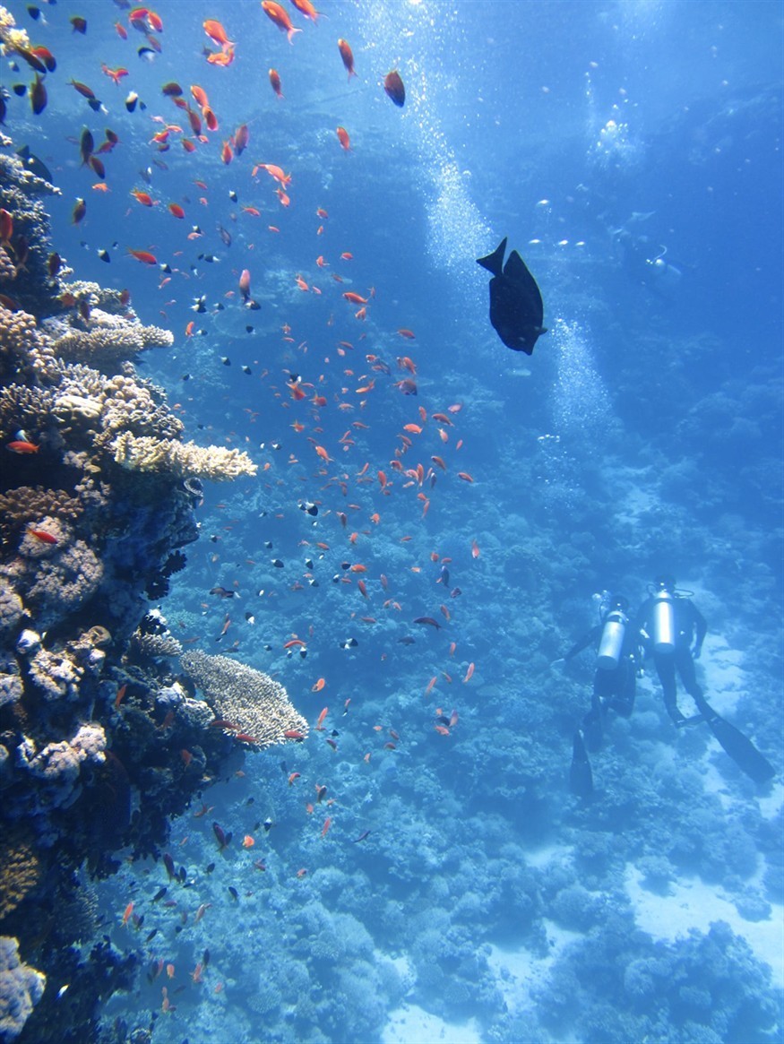 虎魚和龍魚打架嗎圖片(虎魚跟虎魚會打架嗎)