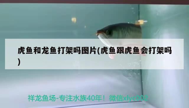 虎魚和龍魚打架嗎圖片(虎魚跟虎魚會打架嗎)