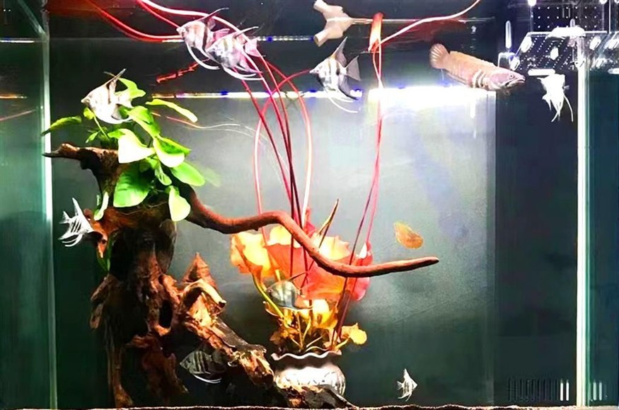 奶茶雷龍混養神仙魚