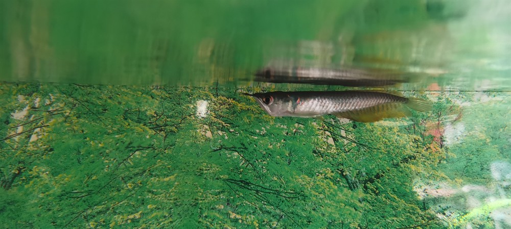 小銀龍魚