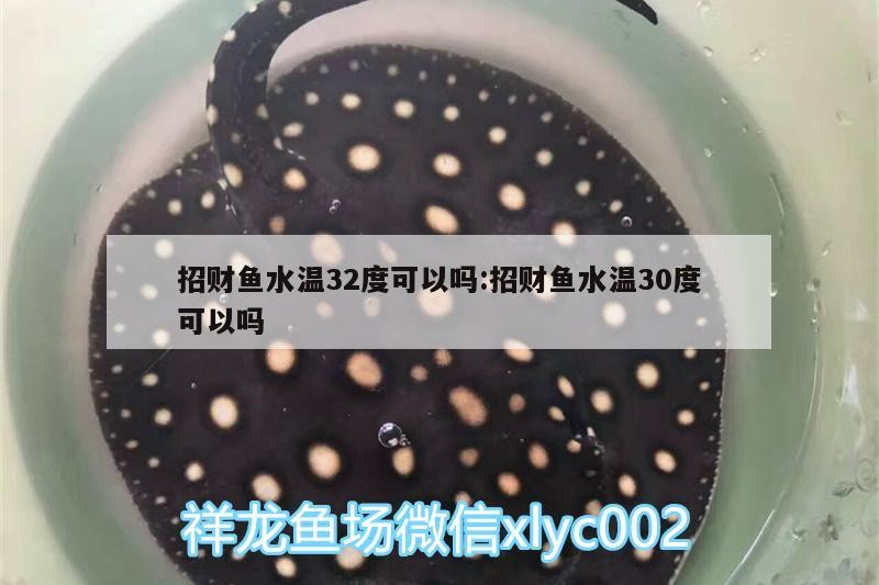 招財魚水溫32度可以嗎:招財魚水溫30度可以嗎