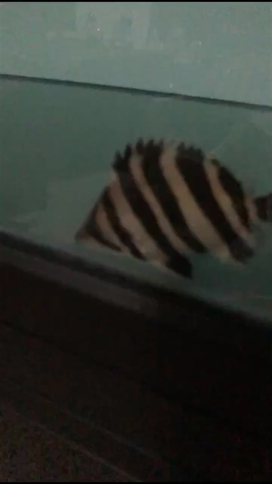 虎魚的你