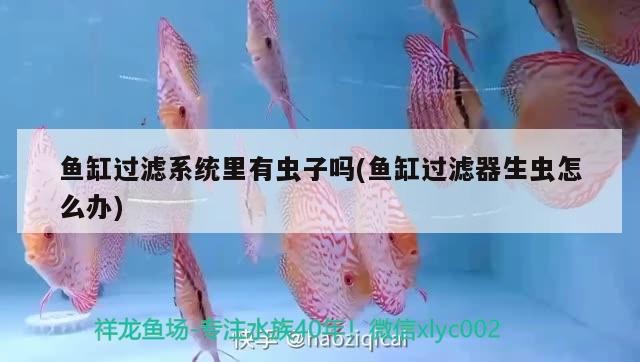 魚缸過濾系統里有蟲子嗎(魚缸過濾器生蟲怎么辦)