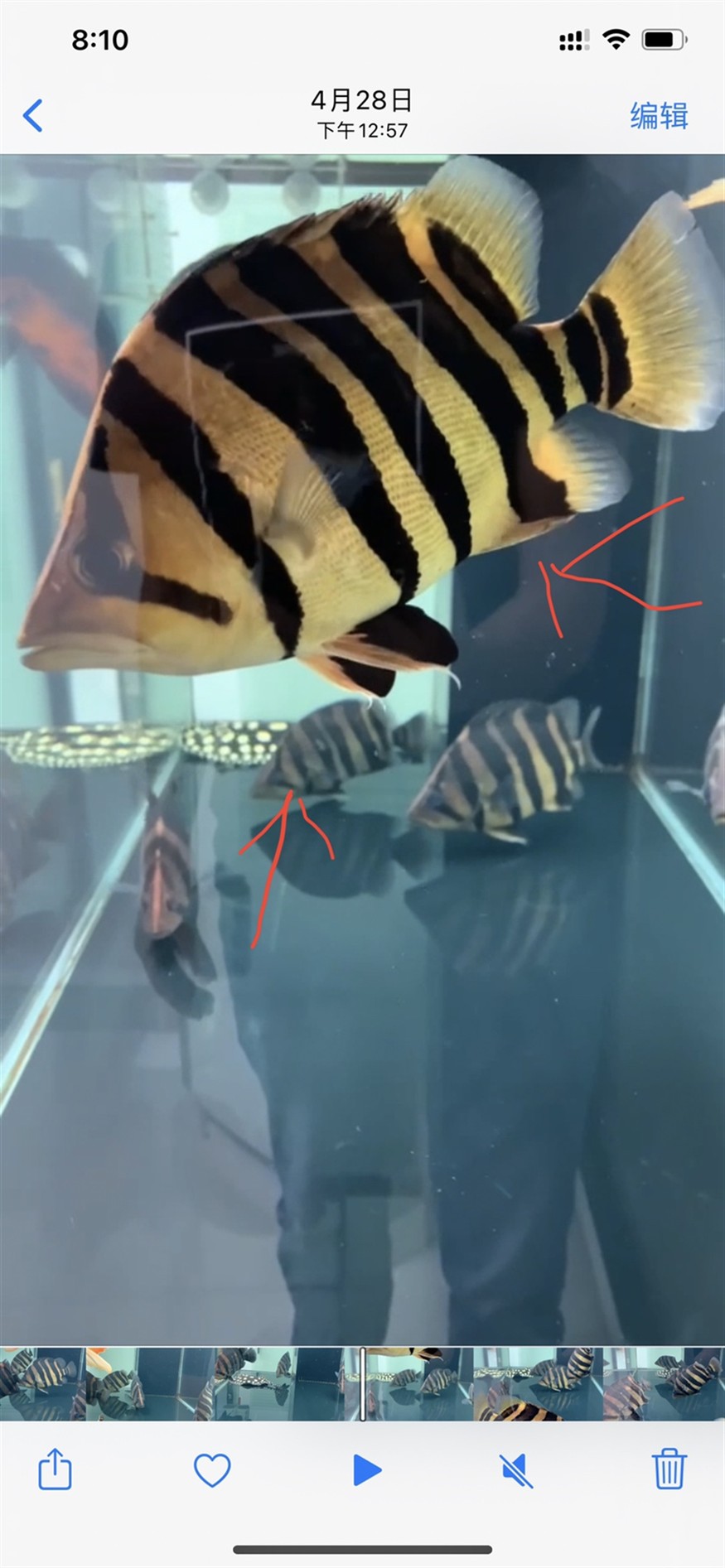 出蘇虎魚了