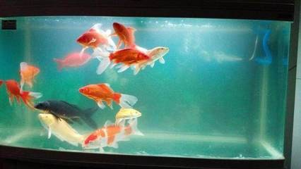 成武縣可麗愛水族店（成武縣可麗愛水族店電話）