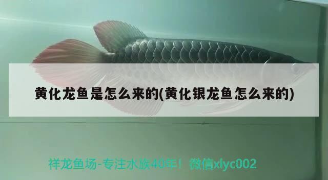 黃化龍魚是怎么來的(黃化銀龍魚怎么來的)