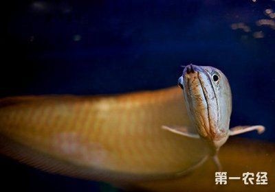 龍魚吃螞蚱的好處 龍魚百科 第1張 龍魚吃螞蚱的好處 龍魚吃螞蚱的好處 龍魚百科 第1張