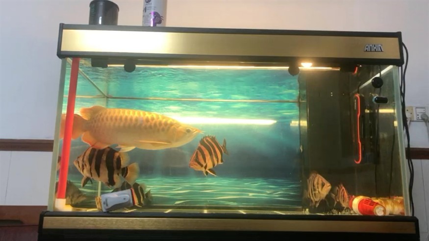 虎魚很容易明的 虎魚很容易明的 虎魚百科 第1張