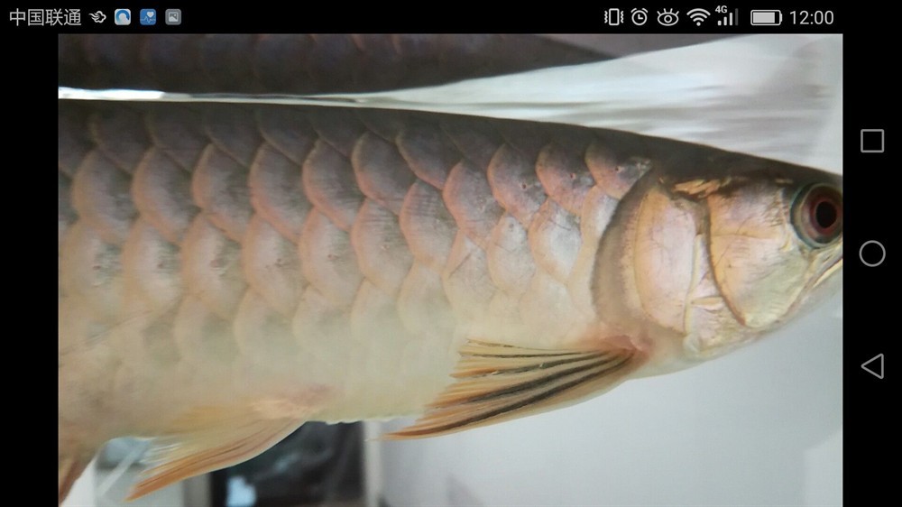 家有小龍暖暖的冬日和小龍共度 家有小龍暖暖的冬日和小龍共度 銀龍魚百科 第3張