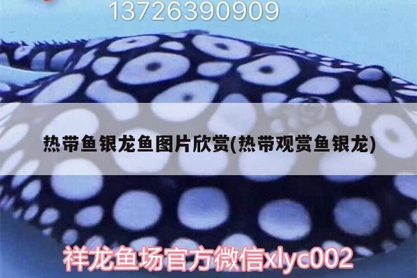 熱帶魚銀龍魚圖片欣賞(熱帶觀賞魚銀龍) 熱帶魚銀龍魚圖片欣賞(熱帶觀賞魚銀龍) 銀龍魚百科