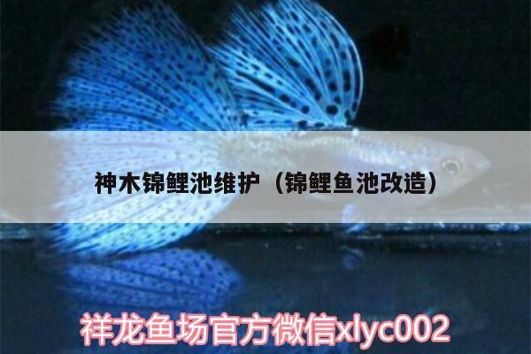 神木錦鯉池維護(hù)（錦鯉魚池改造） 神木錦鯉池維護(hù)（錦鯉魚池改造） 紅龍魚百科