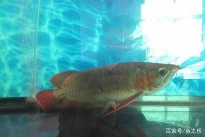 龍魚(yú)是什么寓意與象征