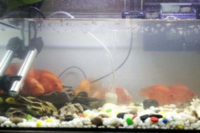 動(dòng)森大魚缸：《動(dòng)物森友會(huì)》動(dòng)森diy家具與裝飾技巧除了魚缸外
