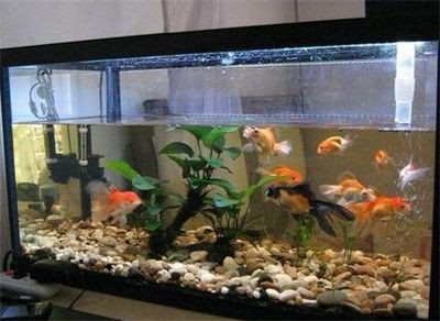 動(dòng)森大魚缸：《動(dòng)物森友會(huì)》動(dòng)森diy家具與裝飾技巧除了魚缸外