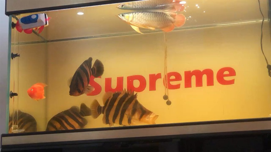 虎魚群游