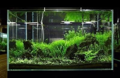 德州市德城區(qū)南源漁具水族館（德州市德城區(qū)南源漁具水族館電話）