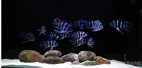 1.2米的魚缸可以養幾條蝴蝶鯉：1.2米的魚缸養蝴蝶鯉的數量并不是固定的，而是需要考慮多個因素