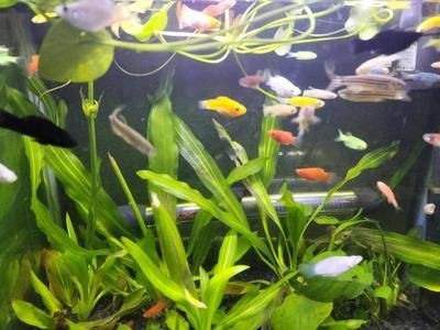 1.2米的魚缸可以養幾條蝴蝶鯉：1.2米的魚缸養蝴蝶鯉的數量并不是固定的，而是需要考慮多個因素