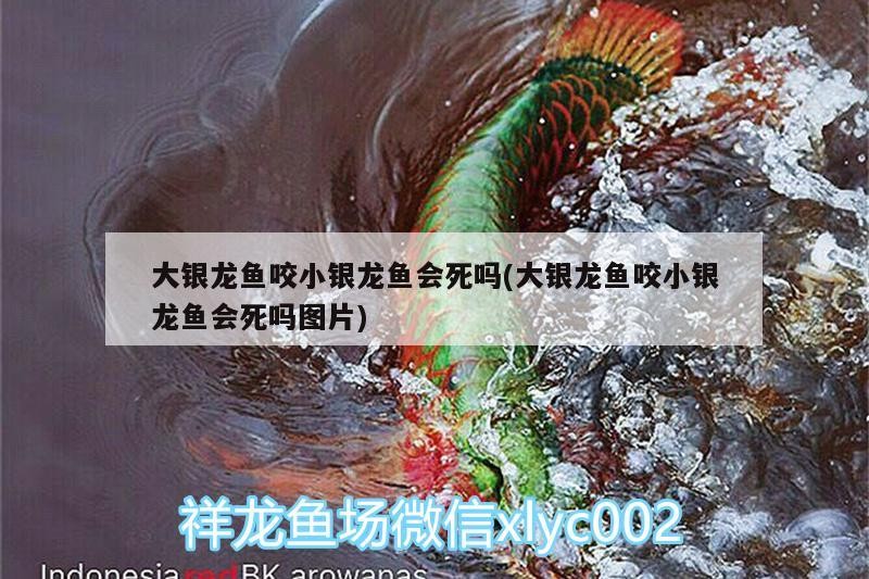魚缸過濾器選購指南:自制魚缸過濾器魚缸上置過濾器對于養魚愛好者的必備知識 2022愿廣大魚友龍騰虎躍虎年大吉?? 虎魚百科 2022愿廣大魚友龍騰虎躍虎年大吉?? 2022愿廣大魚友龍騰虎躍虎年大吉?? 虎魚百科