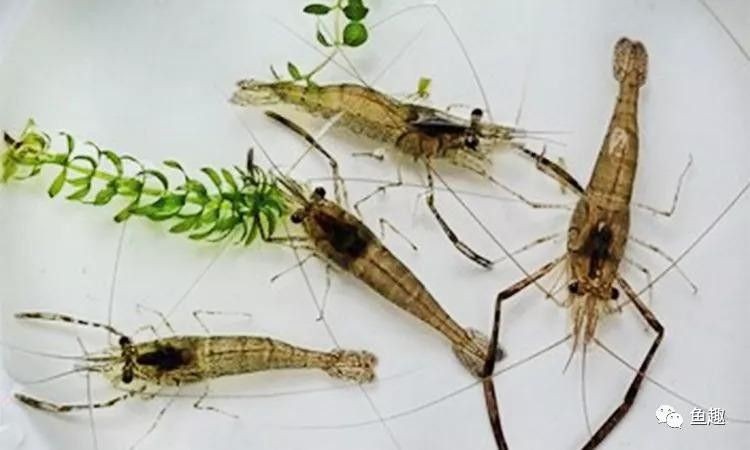 龍魚可以喂海蝦嗎怎么喂 龍魚可以喂海蝦嗎怎么喂 龍魚百科 第1張