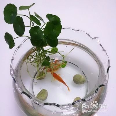 不用的魚缸怎么處理：“不用的魚缸怎么處理”，閑置魚缸的處理方法是什么