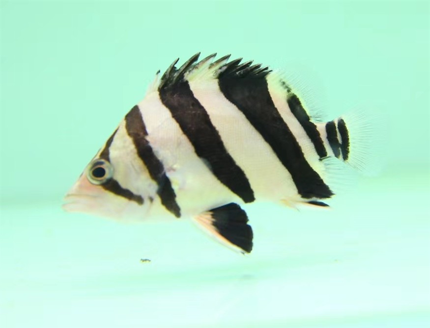 虎魚(yú)之美