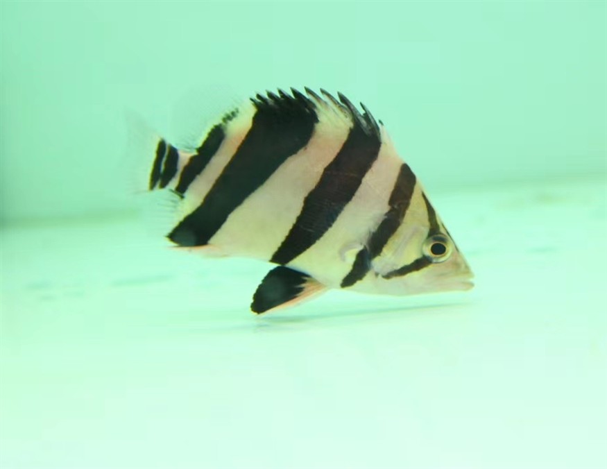 虎魚(yú)之美