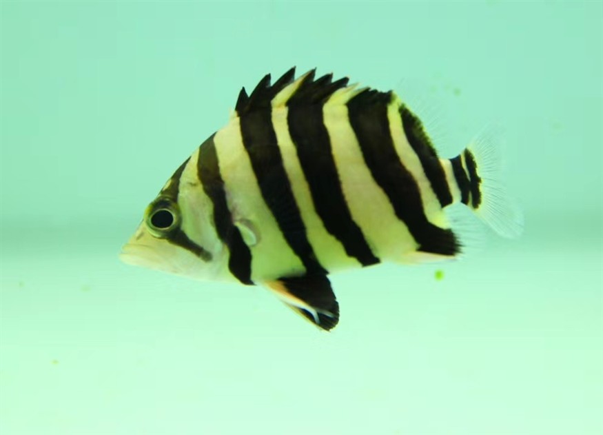虎魚(yú)之美