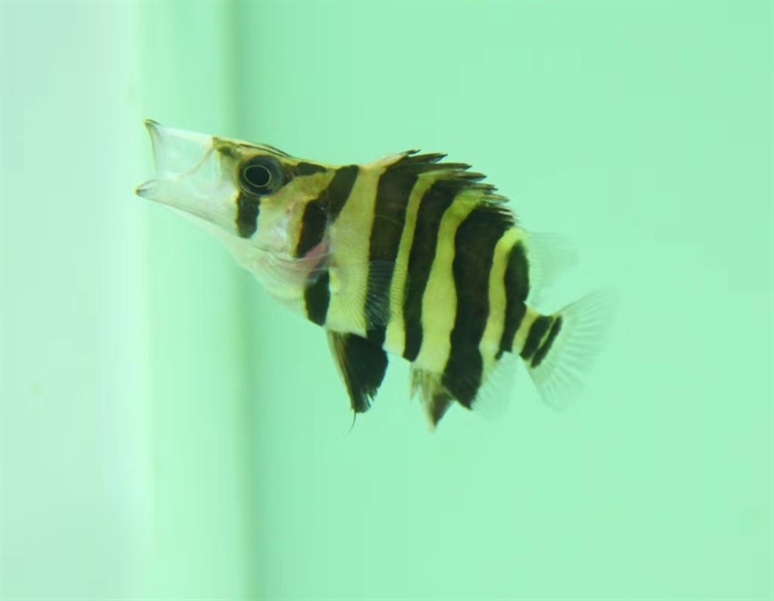 龍魚交叉感染后多久會(huì)死亡，龍魚交叉感染后多久會(huì)顯現(xiàn)癥狀？ 龍魚交叉感染后多久會(huì)死亡，龍魚交叉感染后多久會(huì)顯現(xiàn)癥狀？ 龍魚百科 第1張