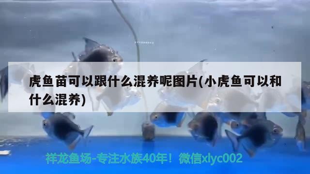 虎魚苗可以跟什么混養呢圖片(小虎魚可以和什么混養)