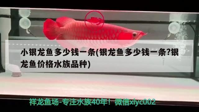 小銀龍魚多少錢一條(銀龍魚多少錢一條?銀龍魚價格水族品種)