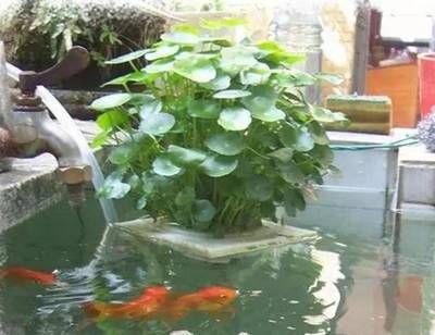 大魚缸怎么換水視頻：大魚缸怎么換水視頻教程:如何給魚缸換水正確的換水方法和步驟