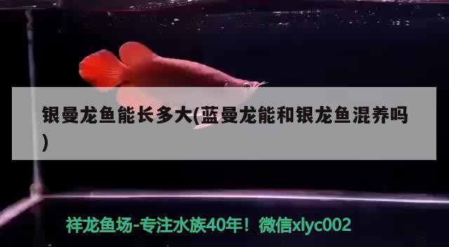 銀曼龍魚能長多大(藍(lán)曼龍能和銀龍魚混養(yǎng)嗎)
