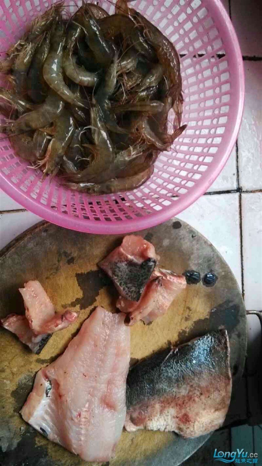 有人喂過龍虎這種魚肉么？