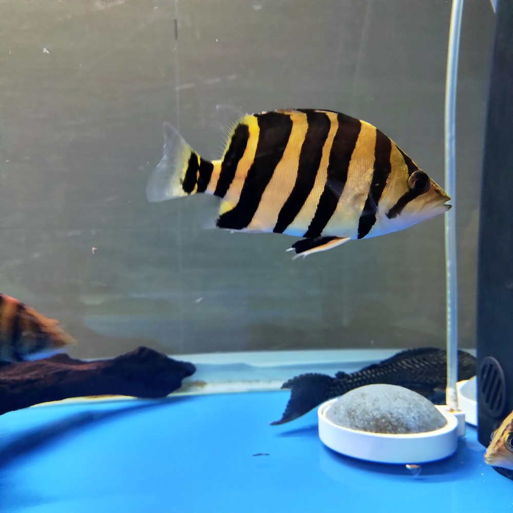 1204360魚缸養了一龍9虎