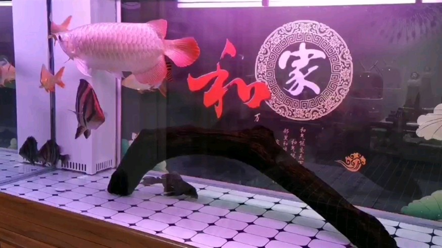 關(guān)于虎魚蒙眼