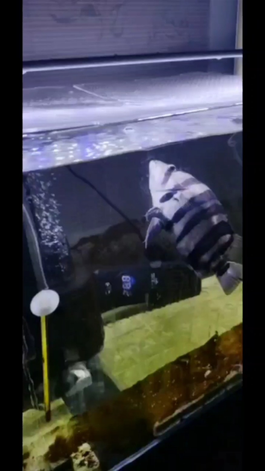 虎魚(yú)相繼離奇死亡
