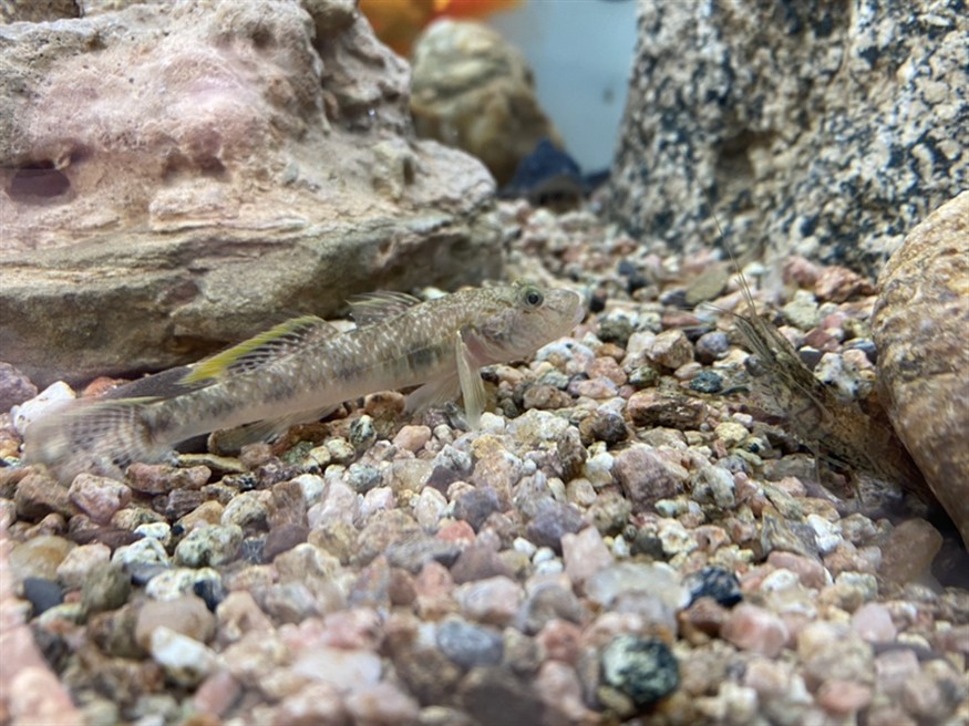 本土蝦虎魚