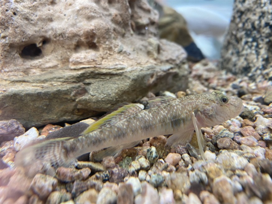 本土蝦虎魚