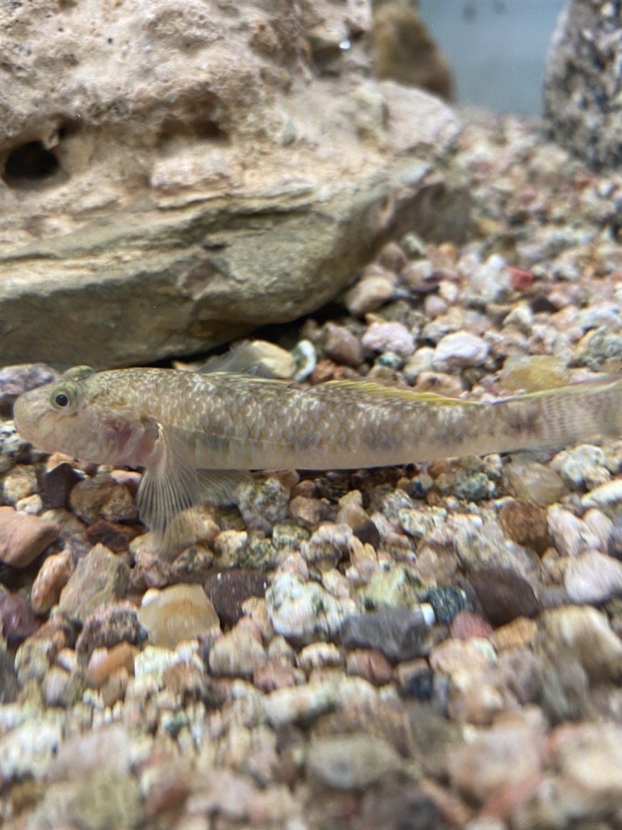 本土蝦虎魚