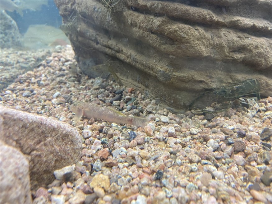 龍魚變色的原因及變色過程詳解！，龍魚變色從哪里開始？龍魚變色的原因及變色過程詳解！ 龍魚變色的原因及變色過程詳解！，龍魚變色從哪里開始？龍魚變色的原因及變色過程詳解！ 觀賞魚百科 第2張